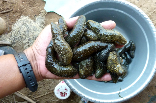 Seafood Unik Dari Wakatobi